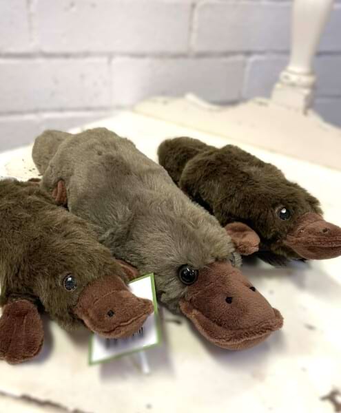 platypus family