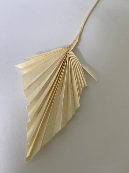 white Spear Palm 