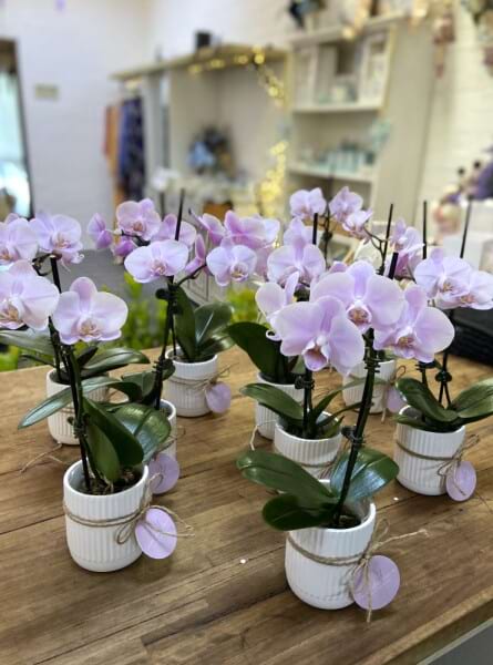 Phalaenopsis Orchids