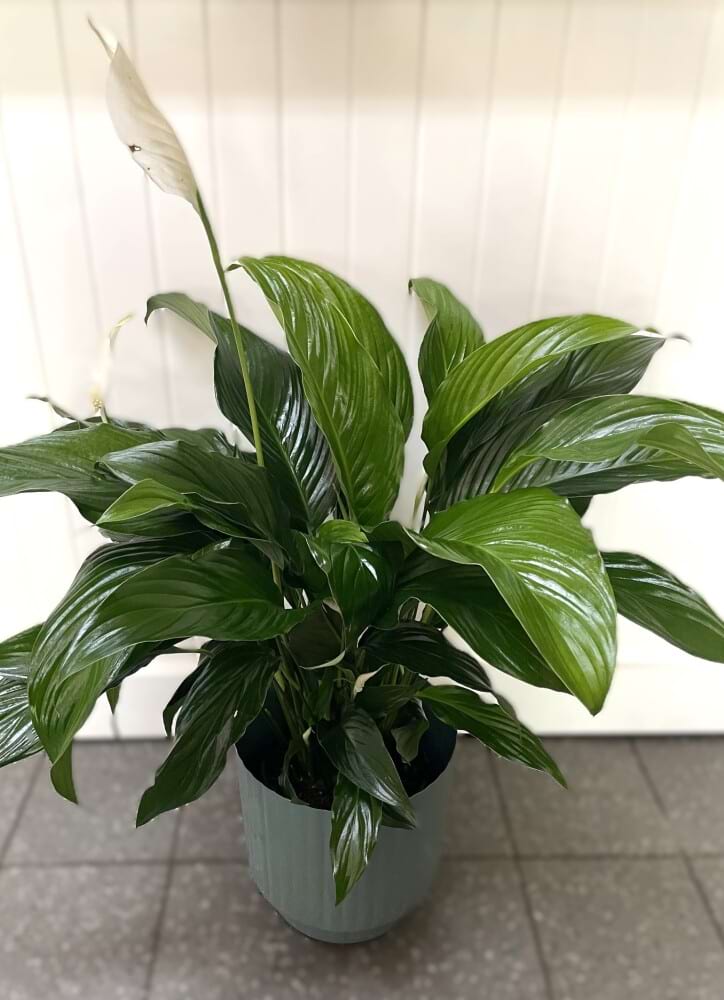 Large Flowering Peace Lily