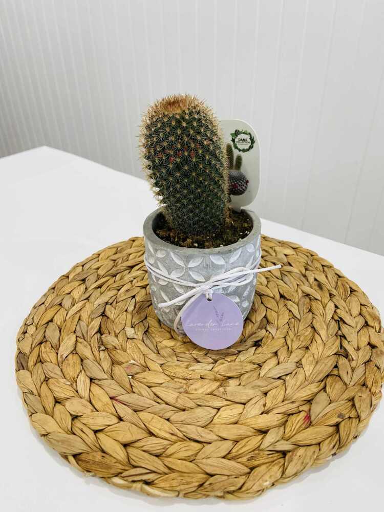 Small Cactus Plant 