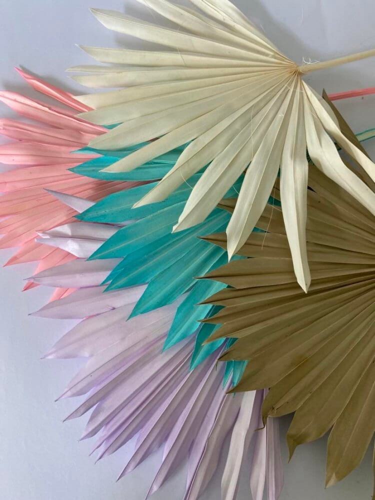 Fan Palm 