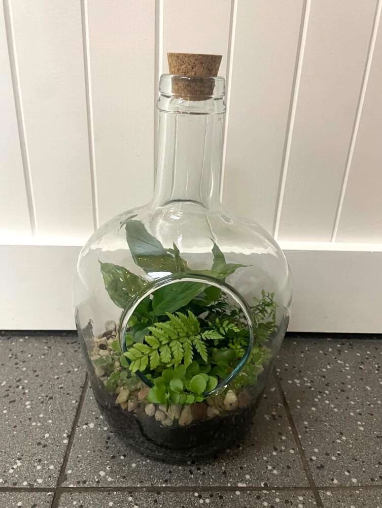 Genie Bottle Terrarium