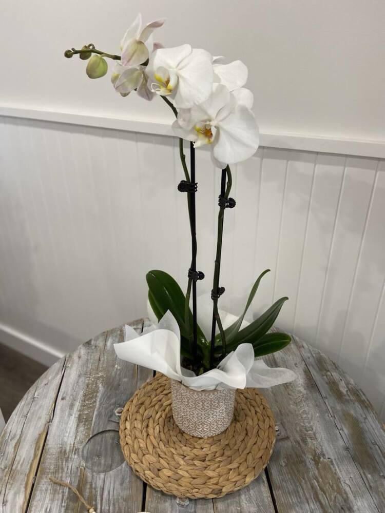 Deluxe White Phaly Orchid 