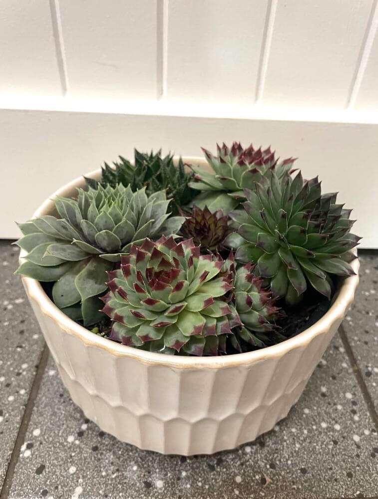 Echevaria Ceramic Garden