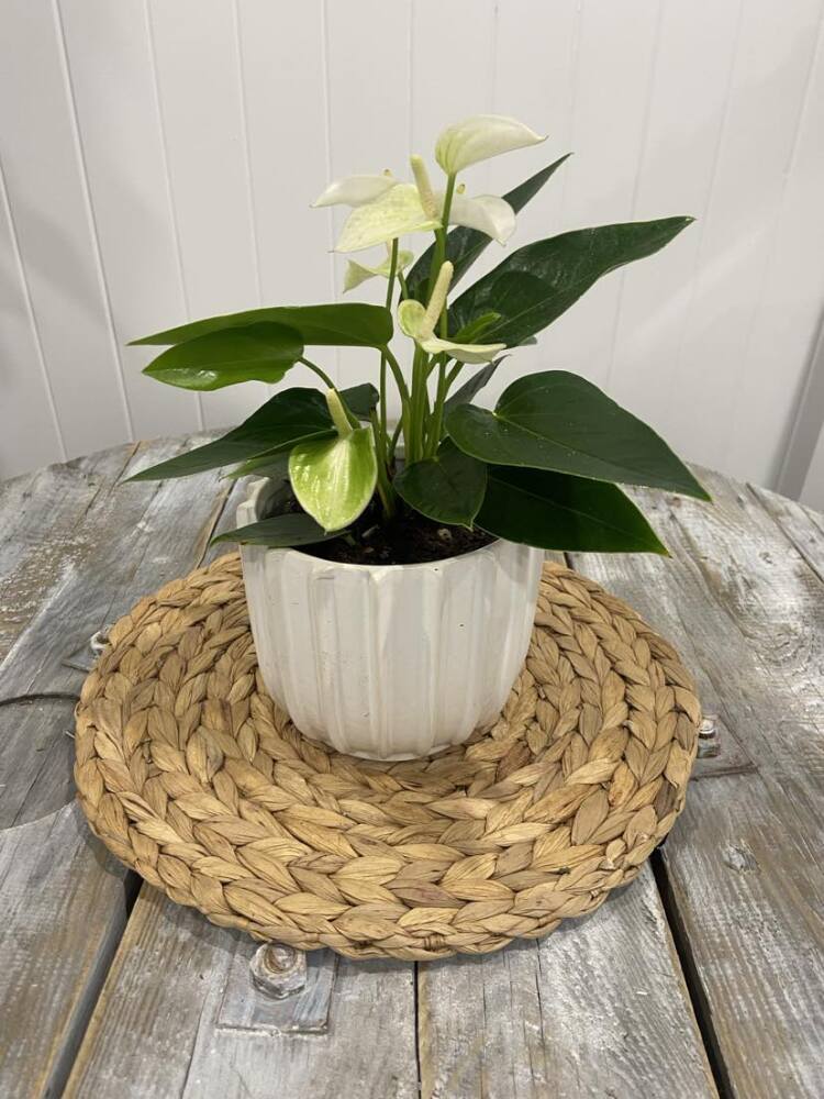 White Mini Anthirium Plant 