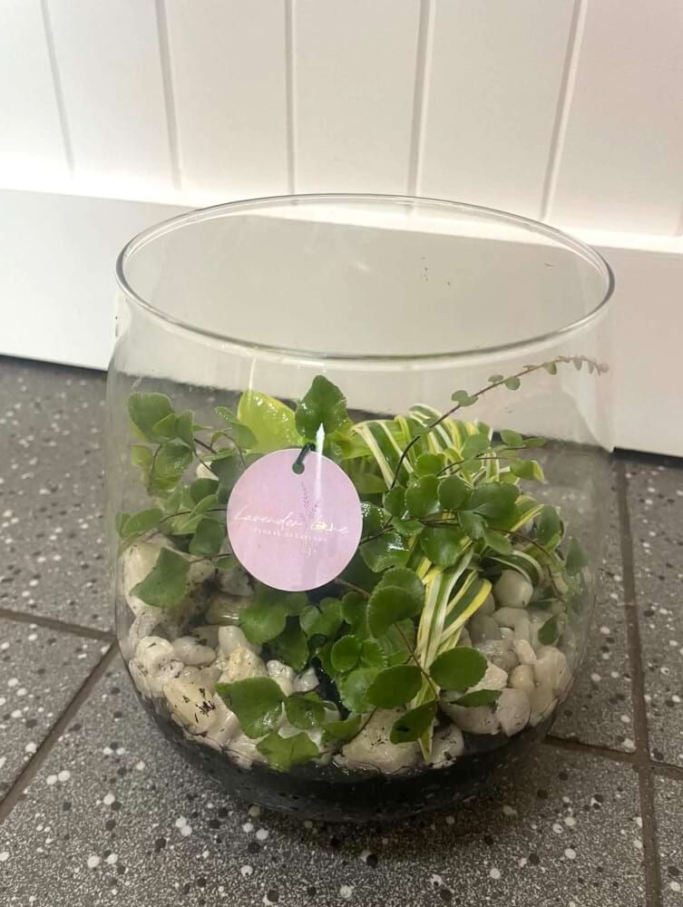 Tear Drop Terrarium