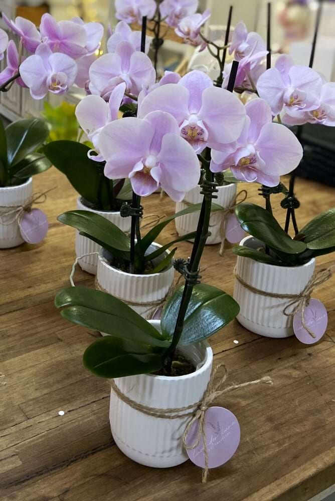 Phalaenopsis Orchid - Small