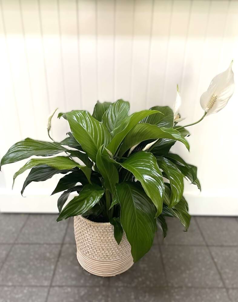 Peace Lily in Woven Basket