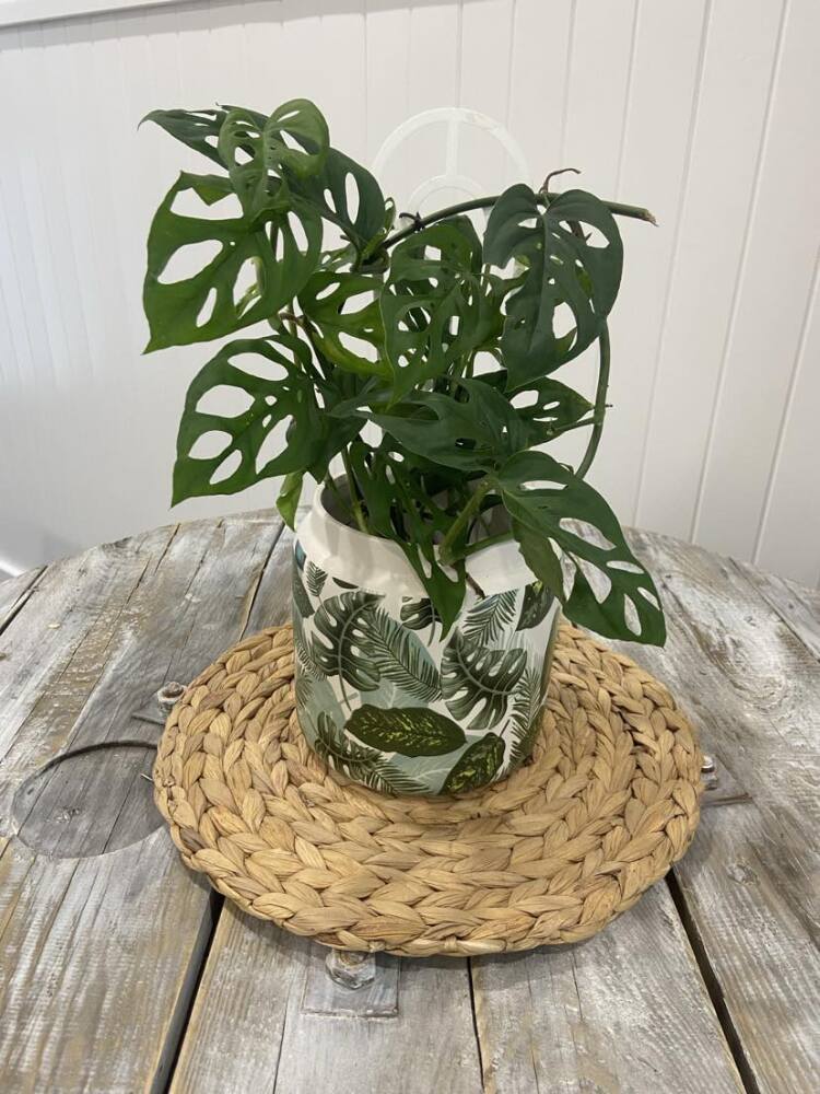 Swiss Cheese - Mini Monstera plant
