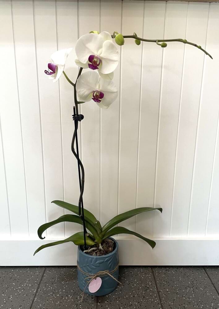 White Cerise Phalaenopsis Orchid