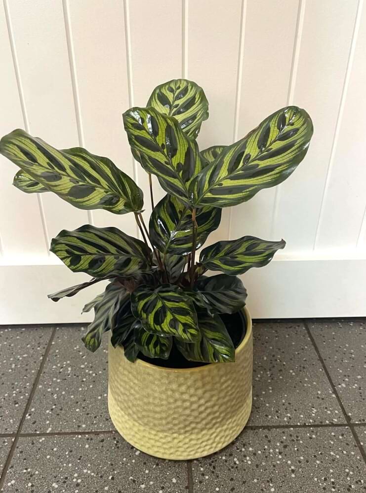 Callathea Peacock Ceramic