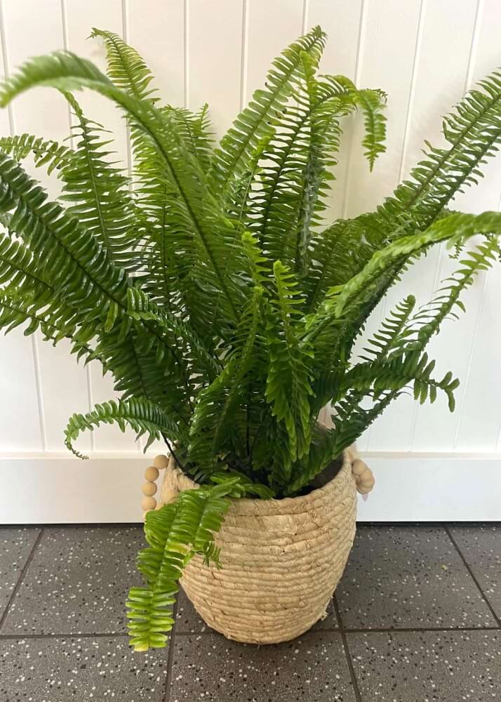 Boston Fern in Woven Basket