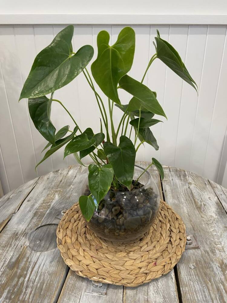 Anthurium Glass Fishbowl Plant