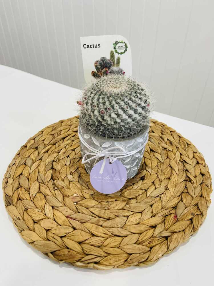 Small Cactus Plant 