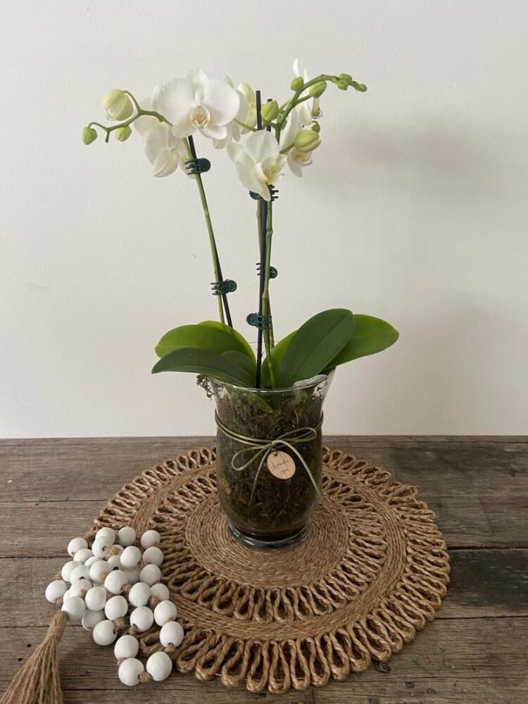 Phaly Orchid Plant 