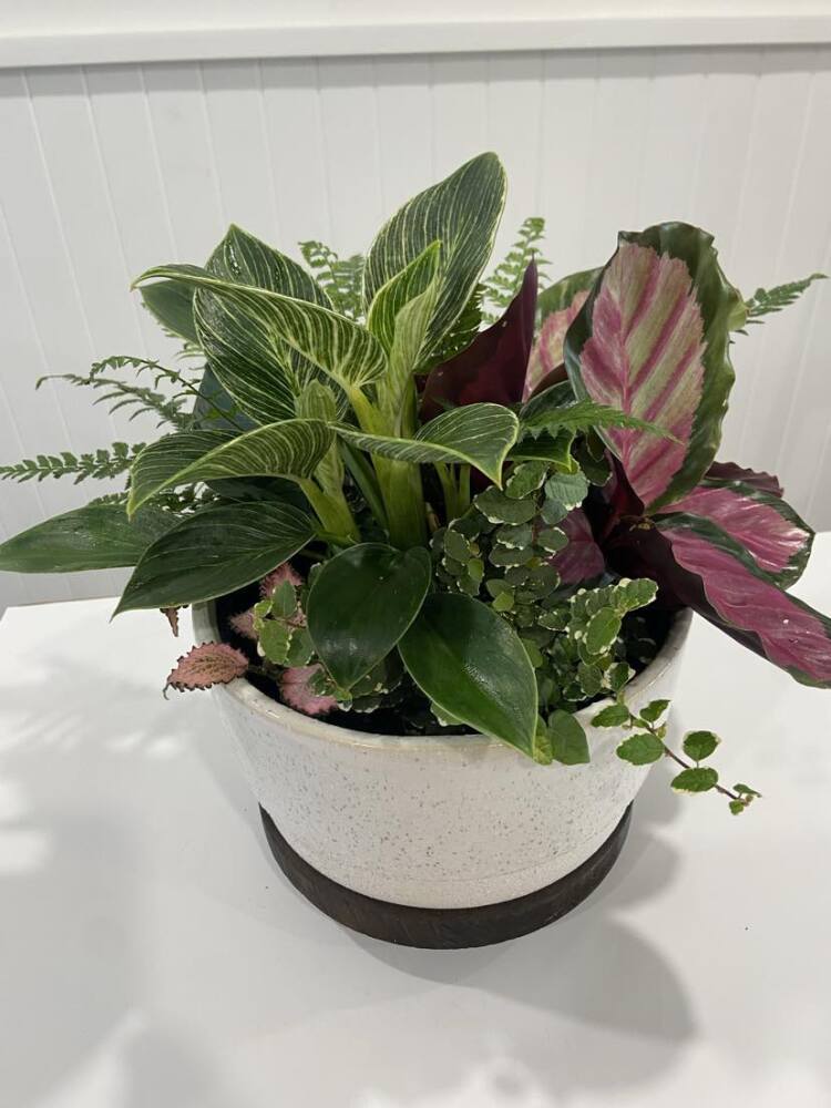 Mixed Planter Garden - Large 