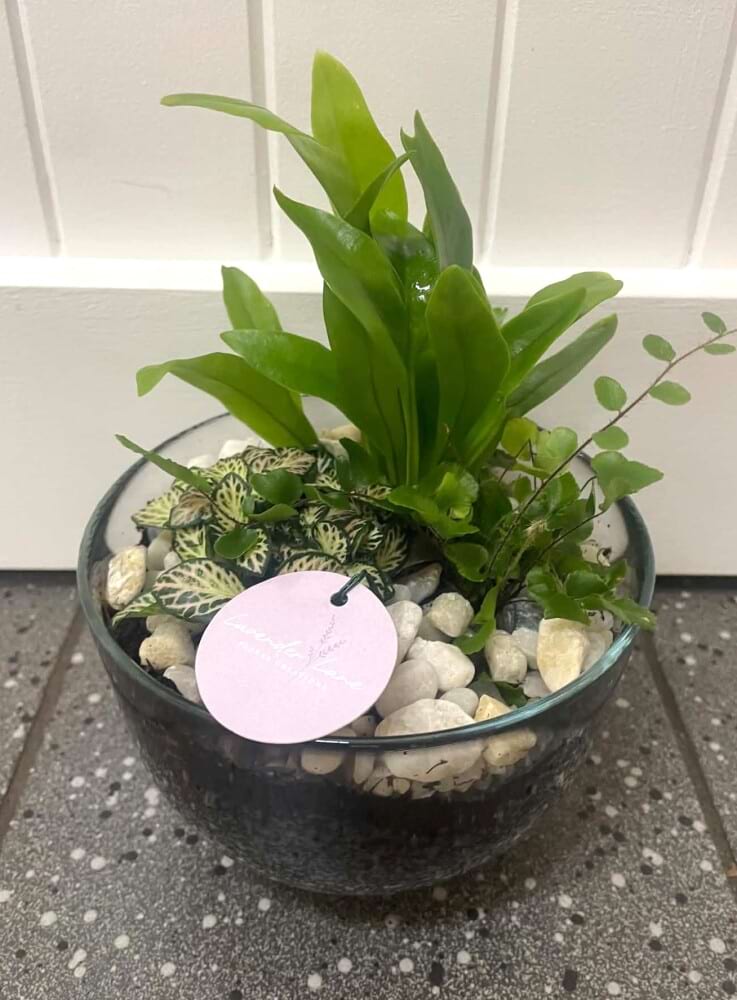Mini Bowl Terrarium