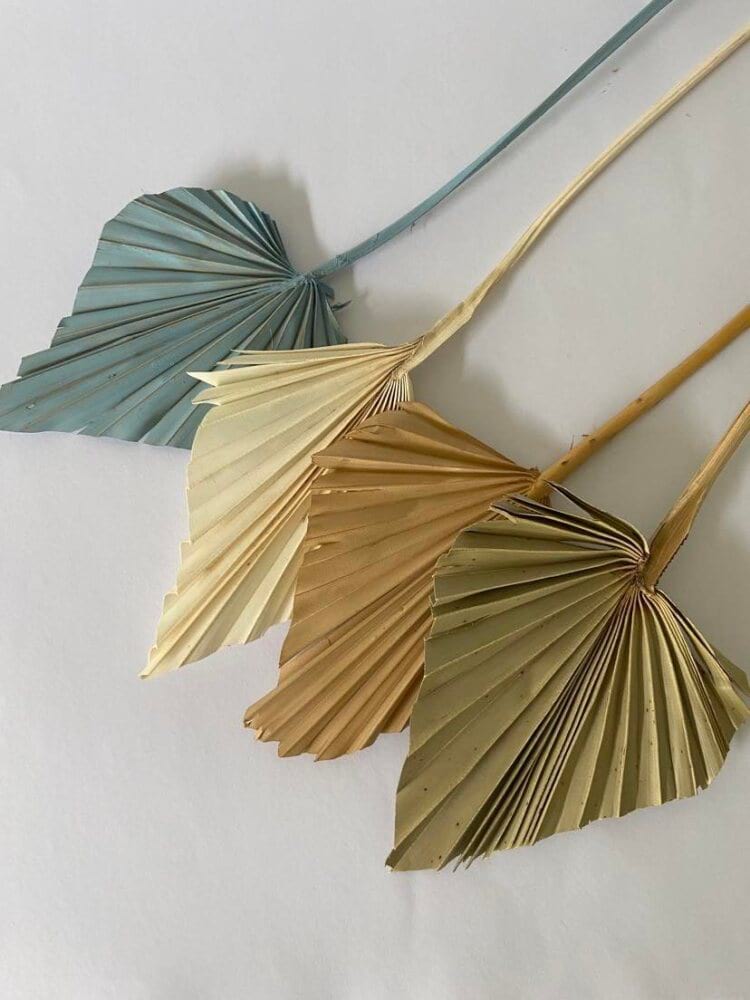 Spear Palm 