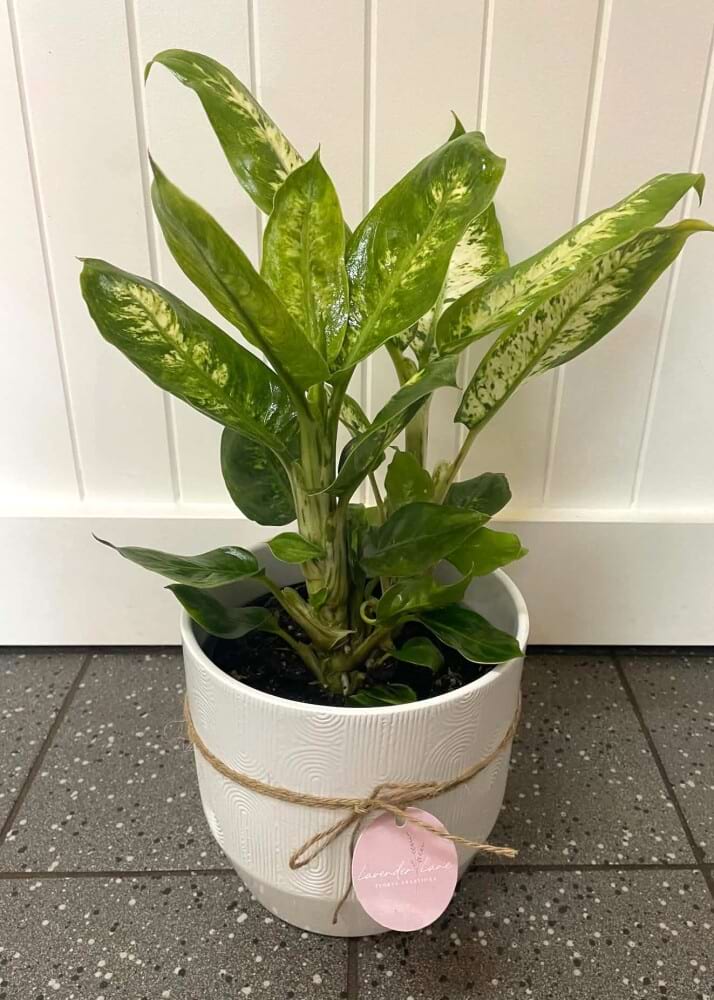 Dieffenbachia Rainbow Ceramic