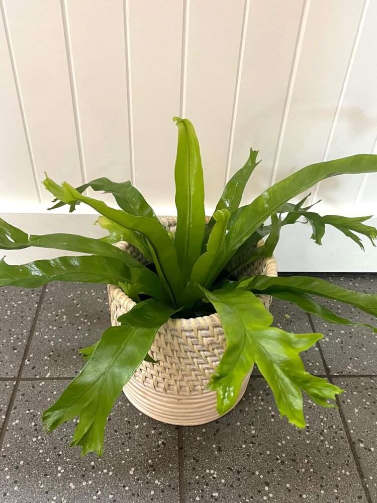 Crested Birdsnest Woven Basket