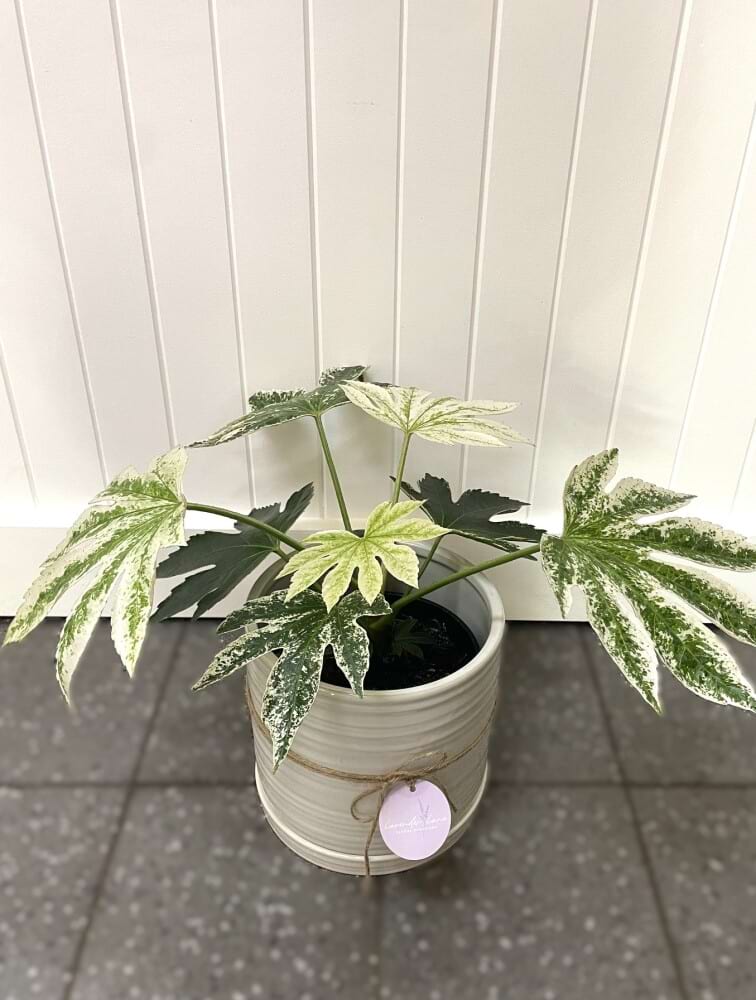 Fatsia Spiders Web