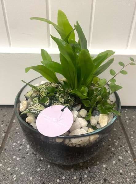 Mini Bowl Terrarium